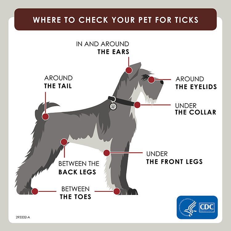 Why Is It Important to Protect Your Dog From Fleas and Ticks 187132 1 - Why Is It Important to Protect Your Dog From Fleas and Ticks?
